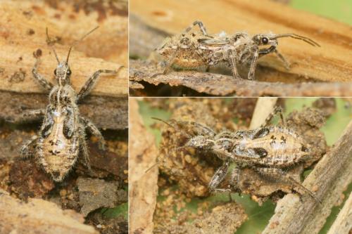 Réf. 287 376 : Coranus griseus